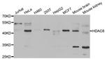 HDAC8 Antibody in Western Blot (WB)