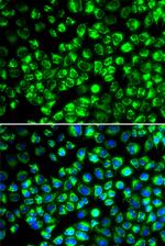 ATP6IP2 Antibody in Immunocytochemistry (ICC/IF)