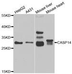 Caspase 14 Antibody in Western Blot (WB)