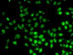 GABPB1 Antibody in Immunocytochemistry (ICC/IF)