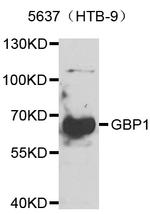 GBP1 Antibody in Western Blot (WB)