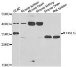 CD275 (B7-H2) Antibody in Western Blot (WB)