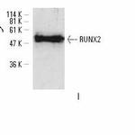 RUNX2 Antibody in Western Blot (WB)