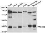 PTGES2 Antibody in Western Blot (WB)