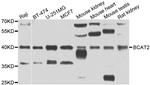 BCAT2 Antibody in Western Blot (WB)