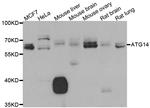 ATG14 Antibody in Western Blot (WB)