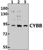 NOX2 Antibody in Western Blot (WB)