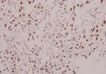 p57 Kip2 Antibody in Immunohistochemistry (Paraffin) (IHC (P))