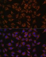 Prohibitin Antibody in Immunocytochemistry (ICC/IF)