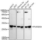 Prohibitin Antibody in Western Blot (WB)