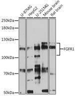 FGFR1 Antibody in Western Blot (WB)