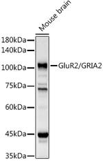 GluR2 Antibody in Western Blot (WB)