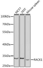 RACK1 Antibody in Western Blot (WB)