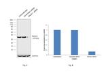 RACK1 Antibody in Western Blot (WB)