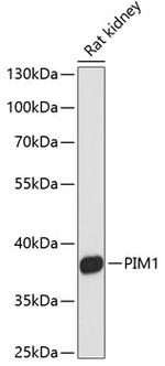 PIM1 Antibody in Western Blot (WB)