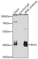 BMI-1 Antibody in Immunoprecipitation (IP)