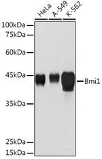 BMI-1 Antibody in Western Blot (WB)