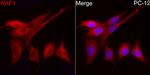 c-Raf Antibody in Immunocytochemistry (ICC/IF)