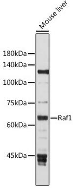 c-Raf Antibody in Western Blot (WB)