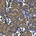 Cytochrome C Antibody in Immunohistochemistry (Paraffin) (IHC (P))