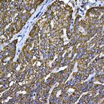 Cytochrome C Antibody in Immunohistochemistry (Paraffin) (IHC (P))