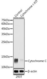 Cytochrome C Antibody in Western Blot (WB)