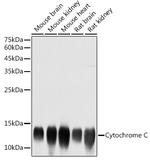 Cytochrome C Antibody in Western Blot (WB)