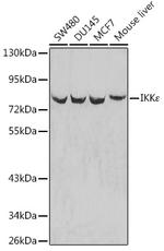 IKK epsilon Antibody in Western Blot (WB)