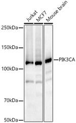 PIK3CA Antibody in Western Blot (WB)