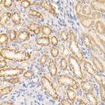 c-Abl Antibody in Immunohistochemistry (Paraffin) (IHC (P))