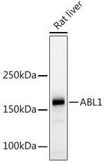 c-Abl Antibody in Western Blot (WB)