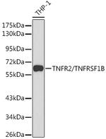 TNFR2 Antibody in Western Blot (WB)