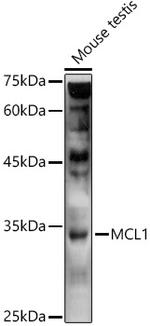 MCL-1 Antibody in Western Blot (WB)