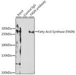 FASN Antibody in Immunoprecipitation (IP)