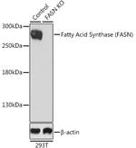 FASN Antibody