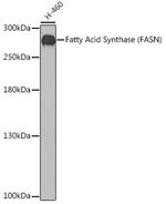 FASN Antibody in Western Blot (WB)