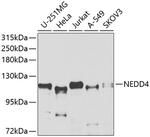 NEDD4 Antibody in Western Blot (WB)