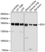 EEA1 Antibody in Western Blot (WB)