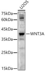 WNT3A Antibody in Western Blot (WB)