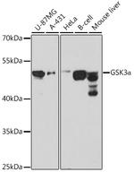 GSK3 alpha Antibody in Western Blot (WB)