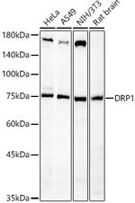 DNM1L Antibody in Western Blot (WB)