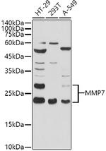 MMP7 Antibody in Western Blot (WB)