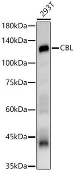 c-Cbl Antibody in Western Blot (WB)