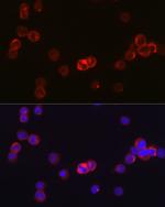 JAK3 Antibody in Immunocytochemistry (ICC/IF)