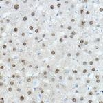 C/EBP alpha Antibody in Immunohistochemistry (Paraffin) (IHC (P))