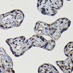 SFPQ Antibody in Immunohistochemistry (Paraffin) (IHC (P))