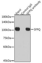 SFPQ Antibody in Immunoprecipitation (IP)