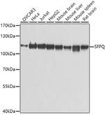 SFPQ Antibody in Western Blot (WB)