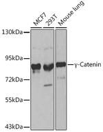 gamma Catenin Antibody in Western Blot (WB)