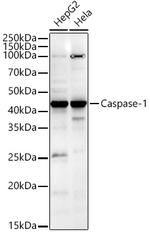 Caspase 1 Antibody in Western Blot (WB)